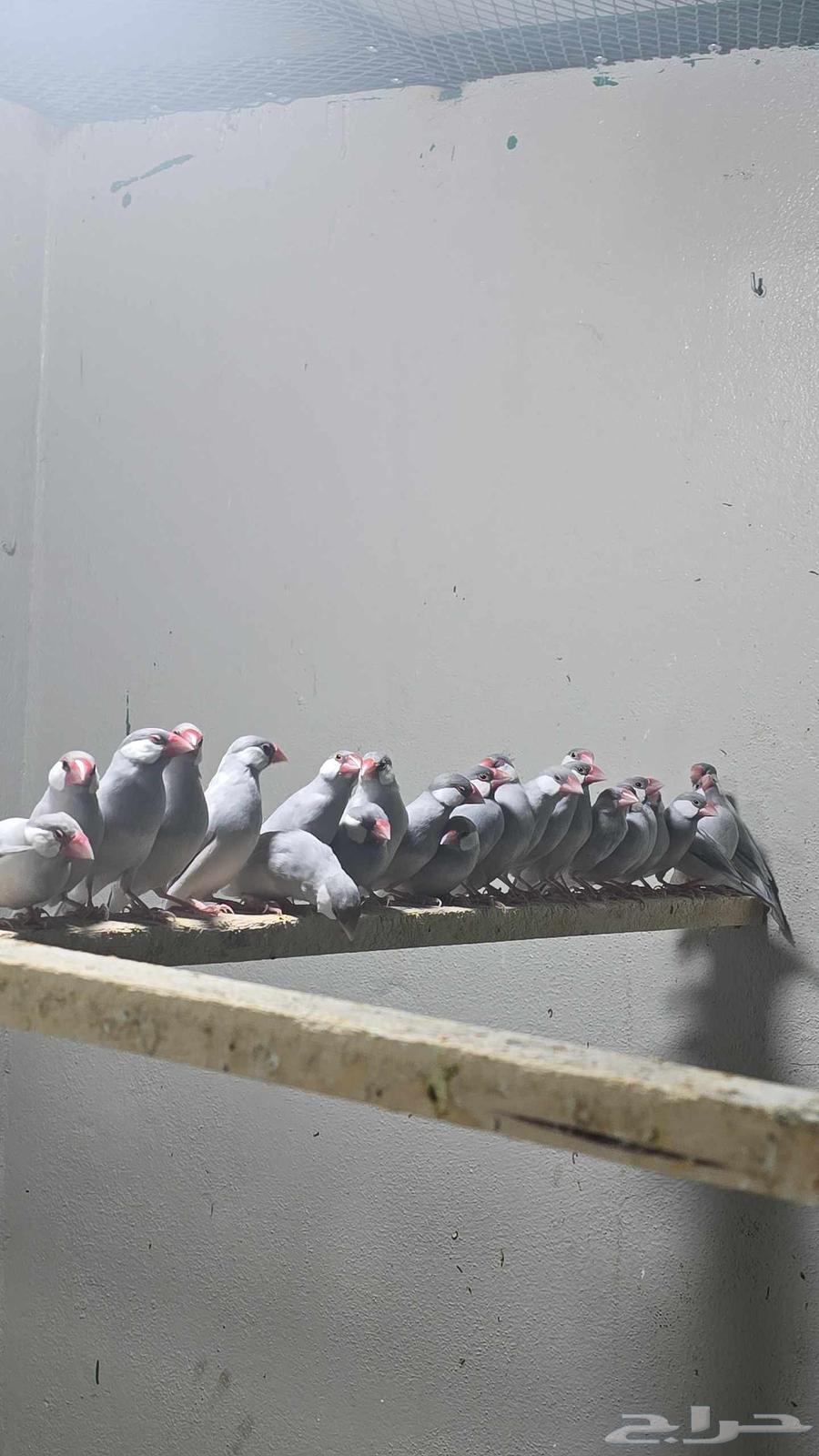 للبيع طيور جاوا سلفر64413586280834111