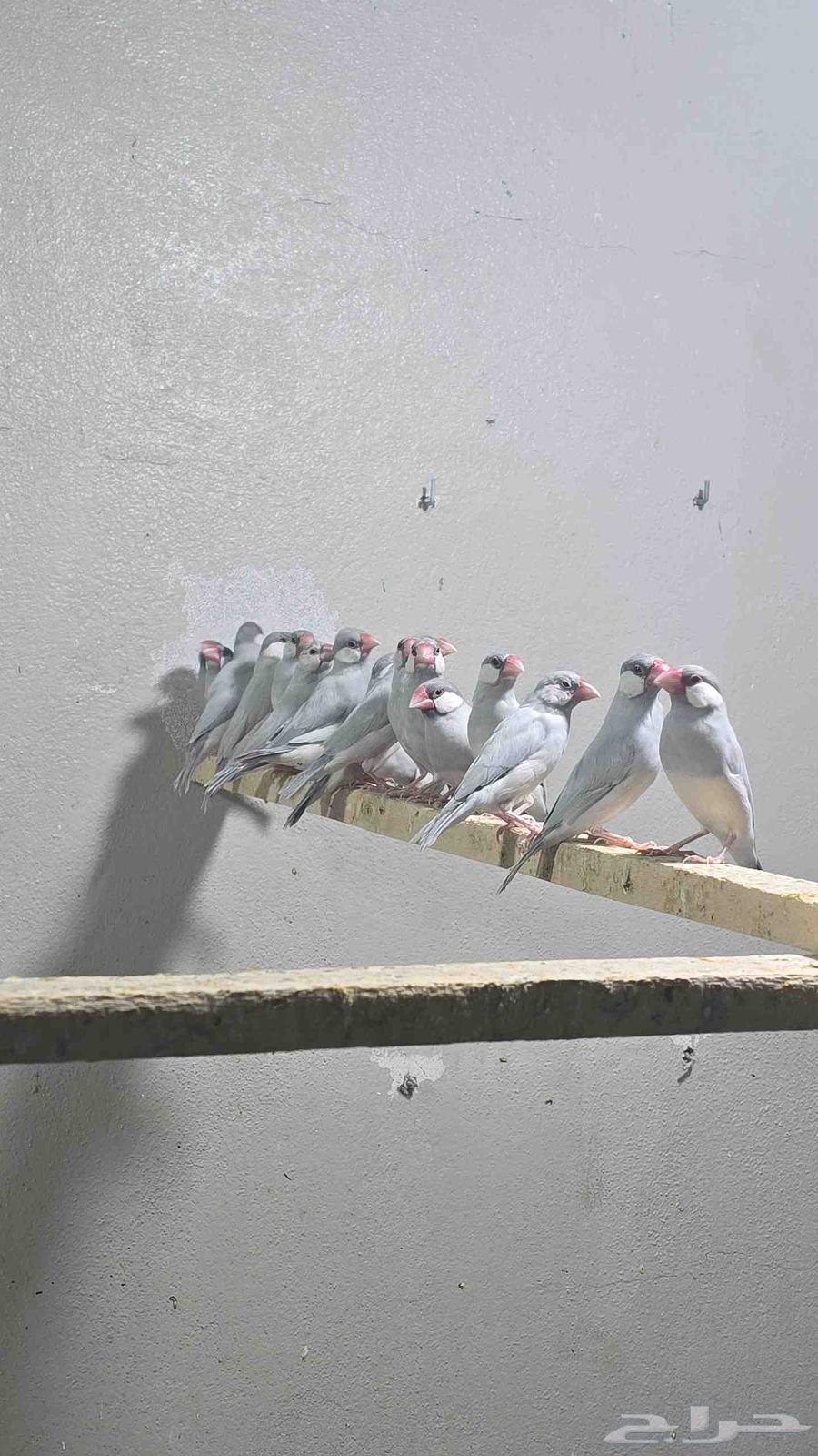 للبيع طيور جاوا سلفر64413586280834112