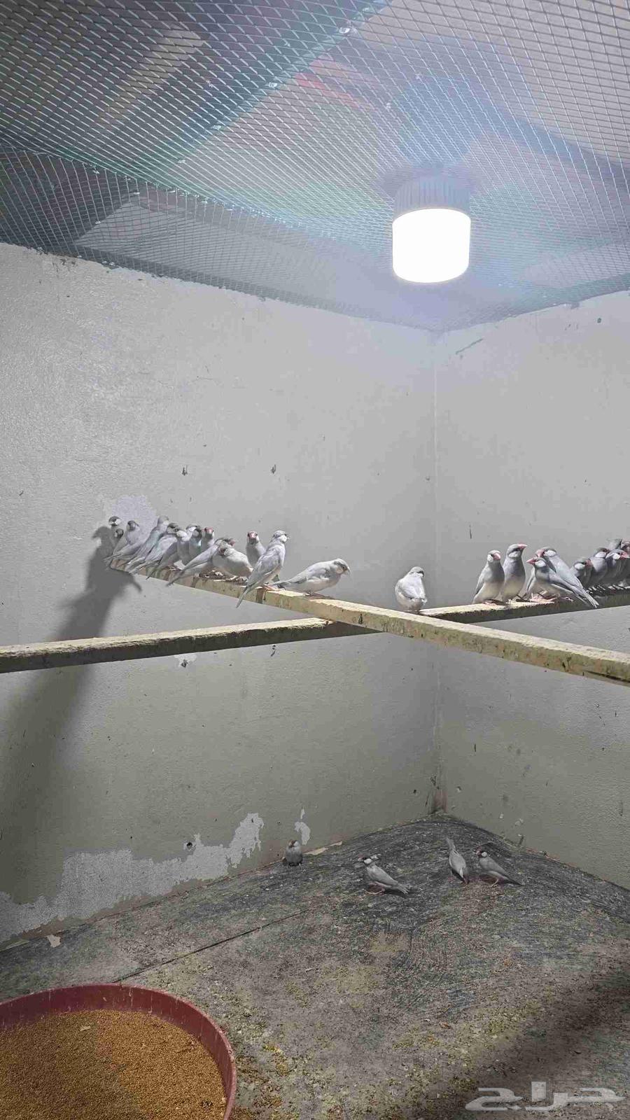 للبيع طيور جاوا سلفر64413586280834110