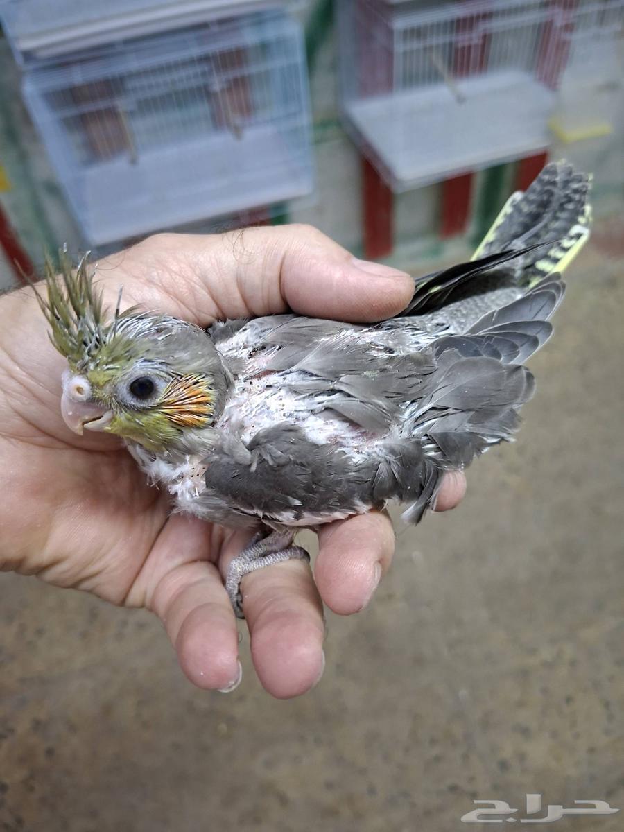 فرخ كروان ( تم البيع )64415572315266110