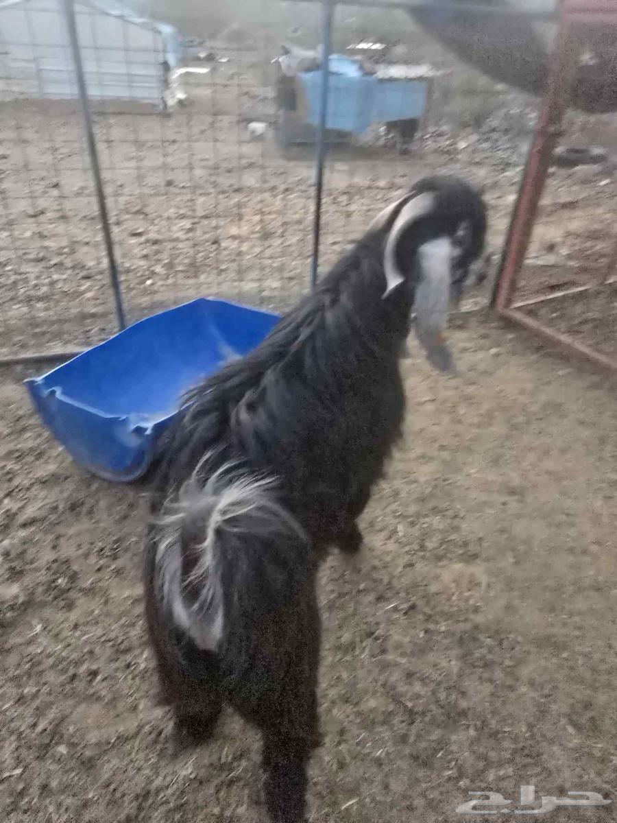 تيس فحل صنف64417468016386111