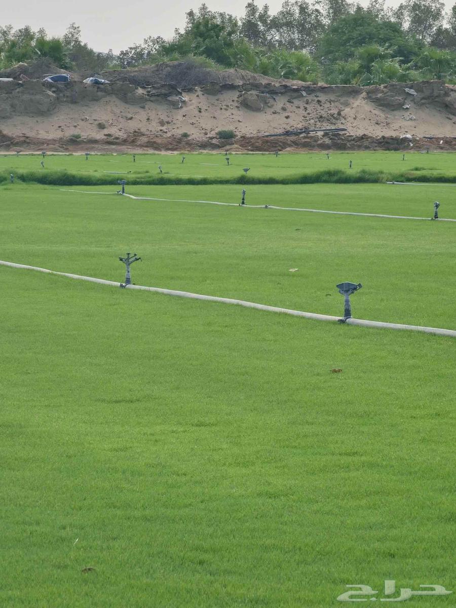 ثيل طبعي64414726585345111