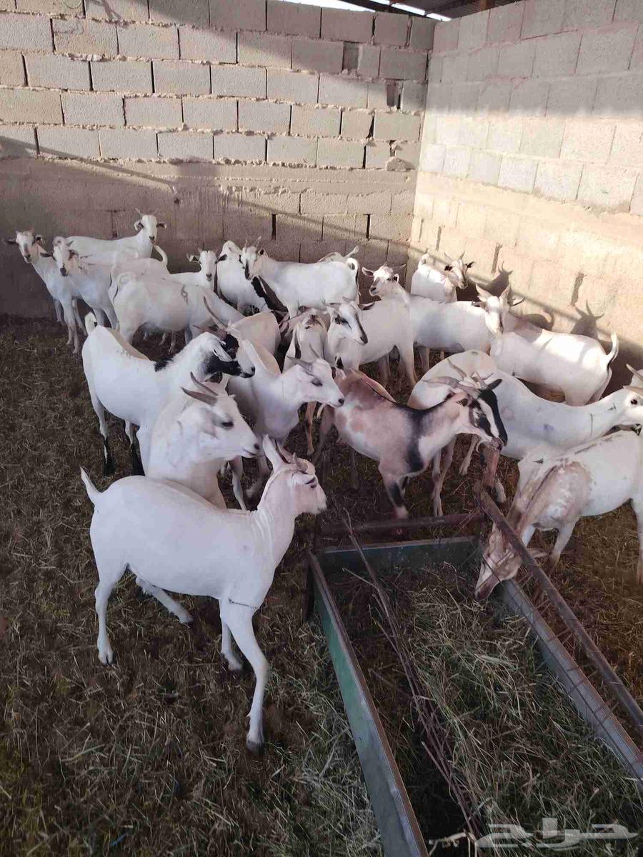 لدينا تيوس صوماليه مرابي64413392372611112