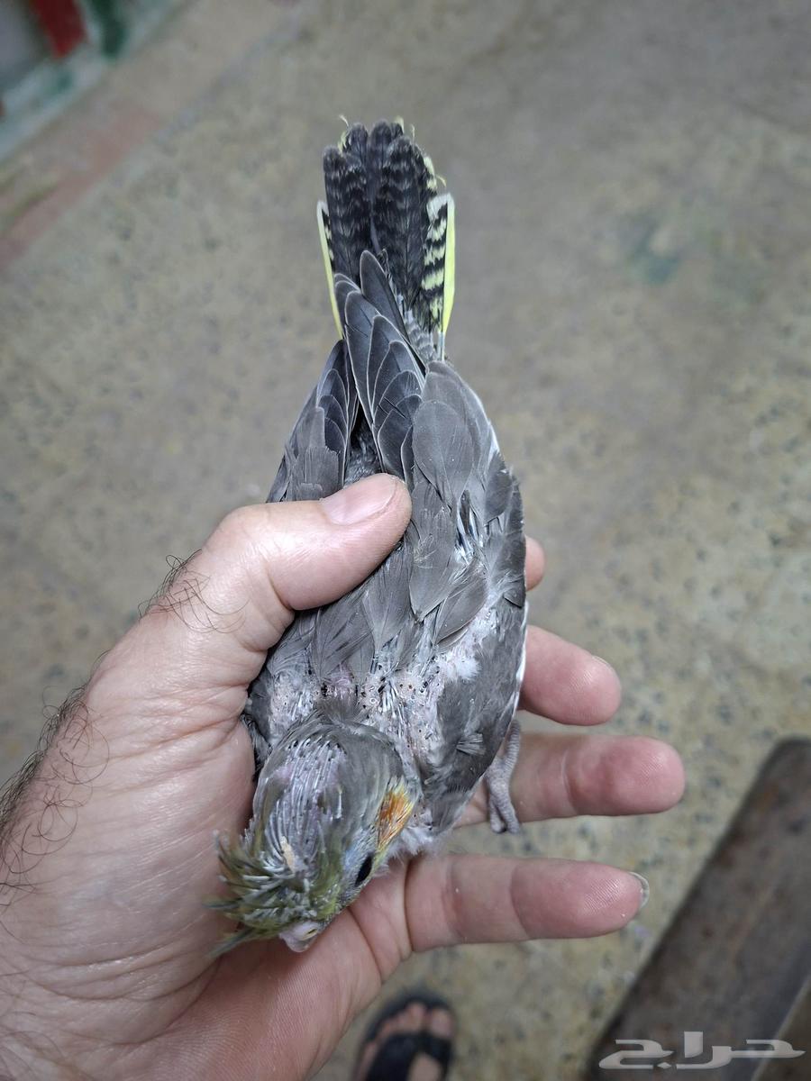 فرخ كروان ( تم البيع )64415572315266111