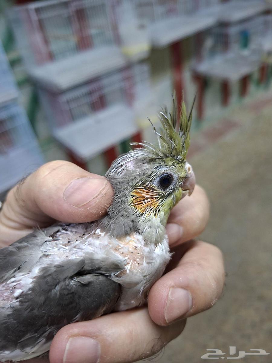 فرخ كروان ( تم البيع )64415572315266112