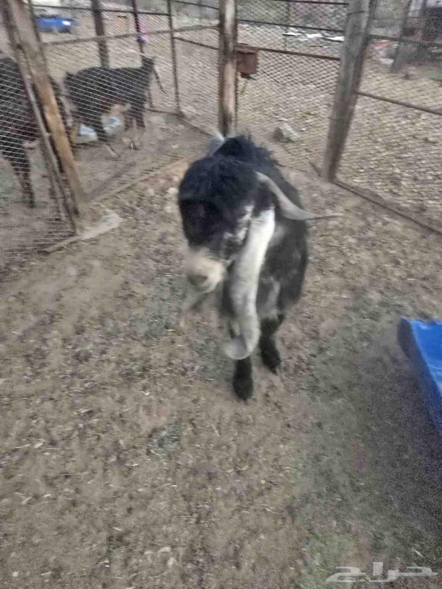 تيس فحل صنف64417468016386110