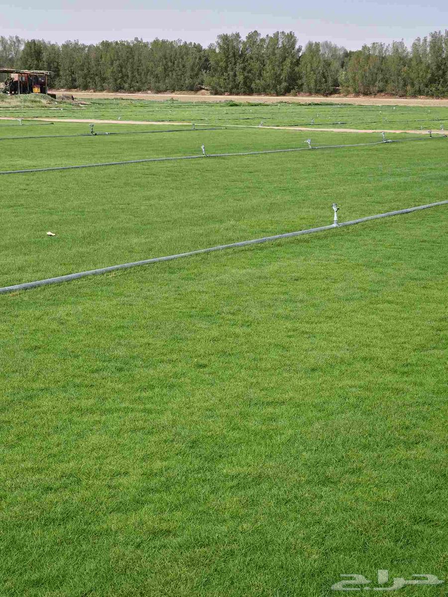 ثيل طبعي64414726585345114