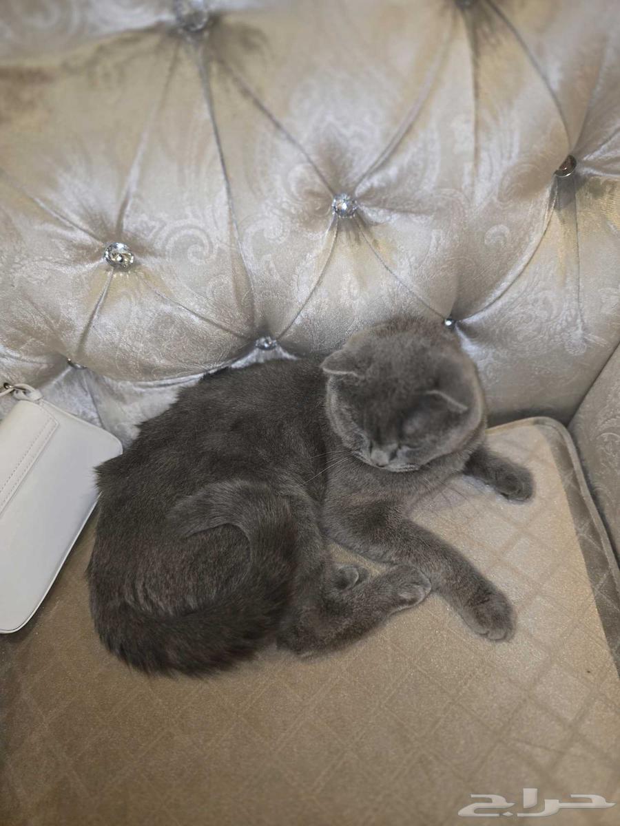 cat64412224405633111