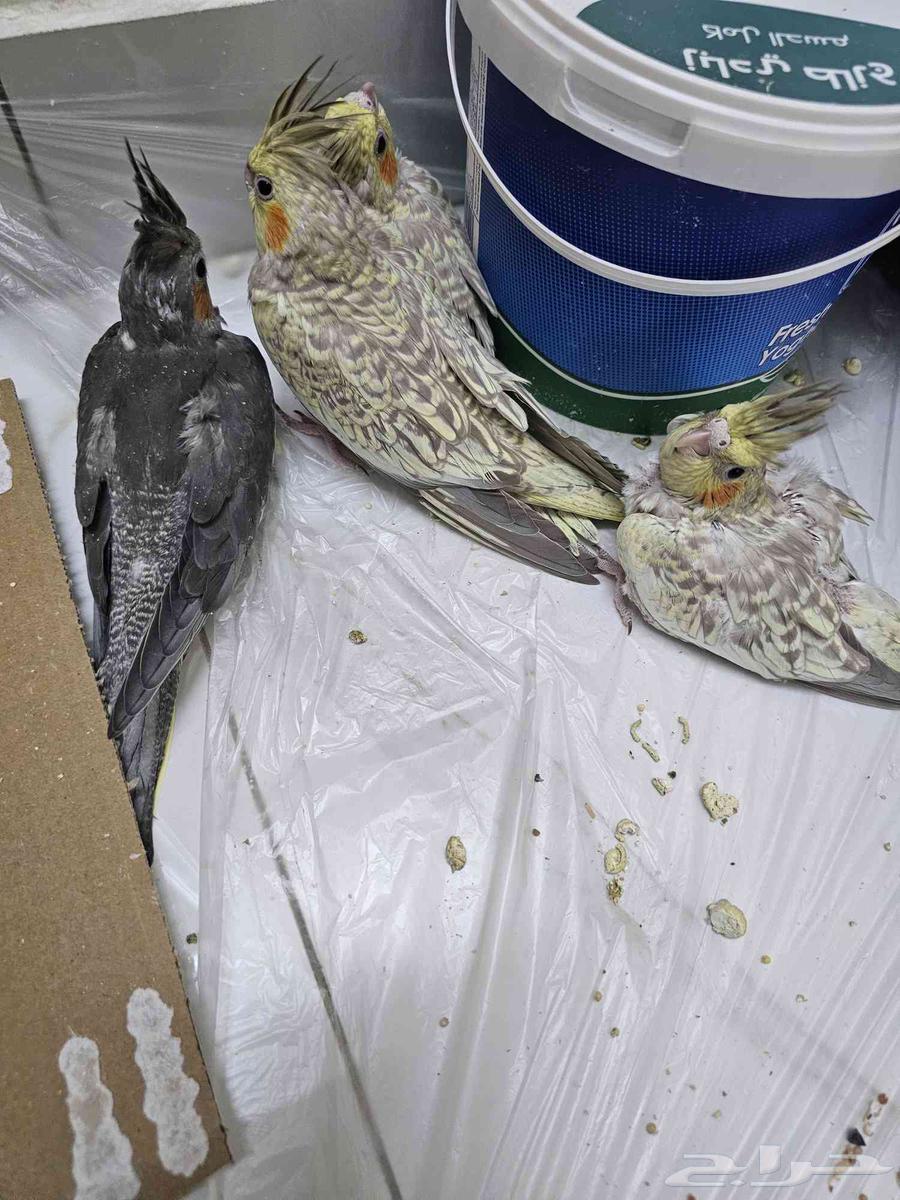 Crown chickens for sale, 25 days - one month old64415921455746112