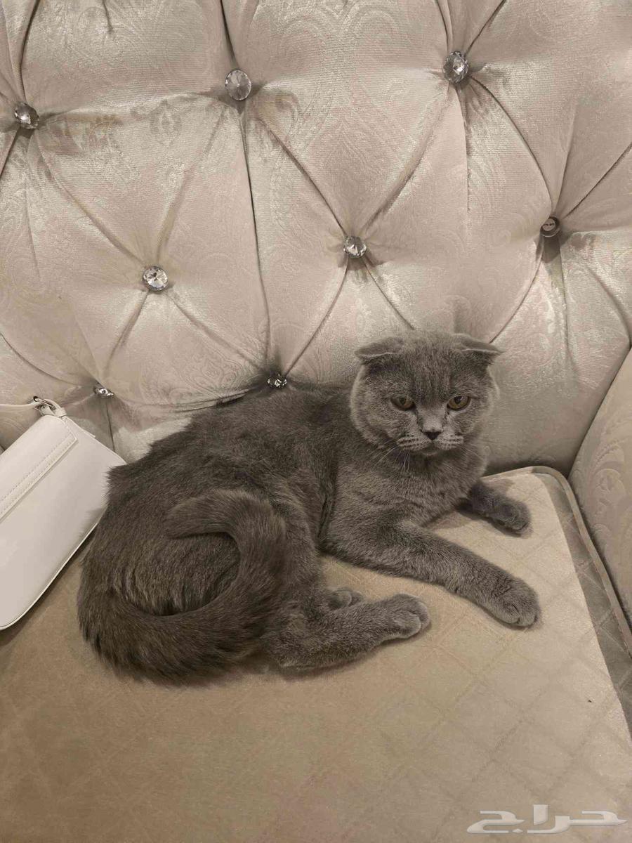 cat64412224405633110