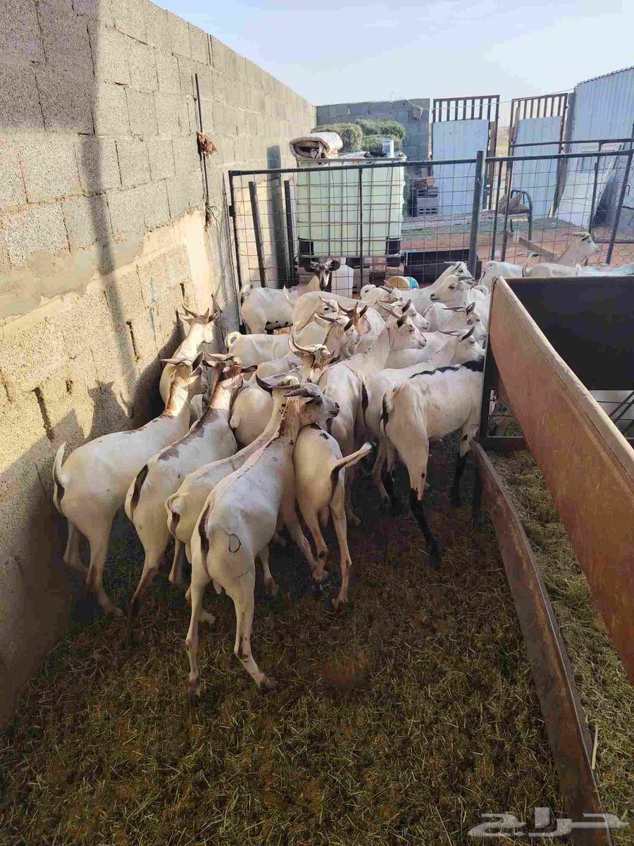 لدينا تيوس صوماليه مرابي64413392372611111