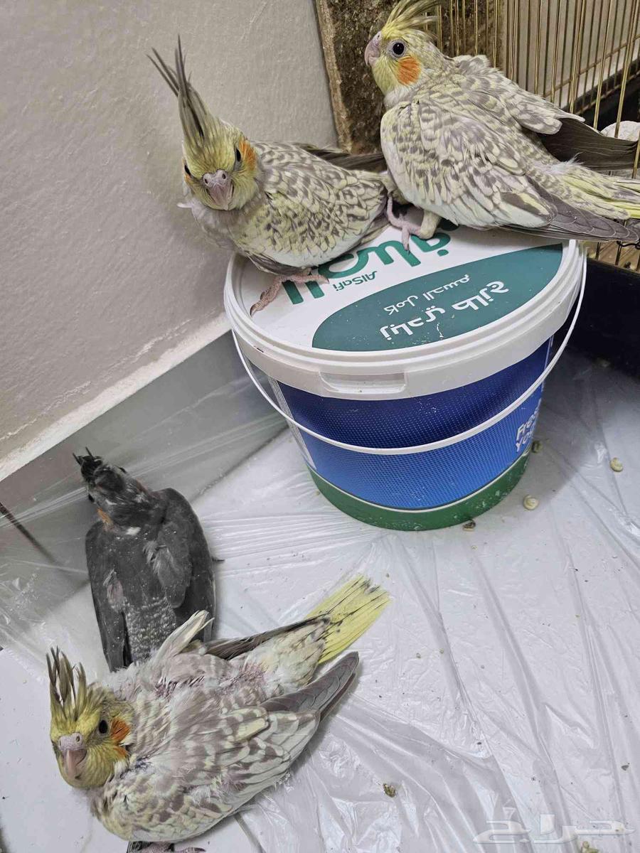 Crown chickens for sale, 25 days - one month old64415921455746111