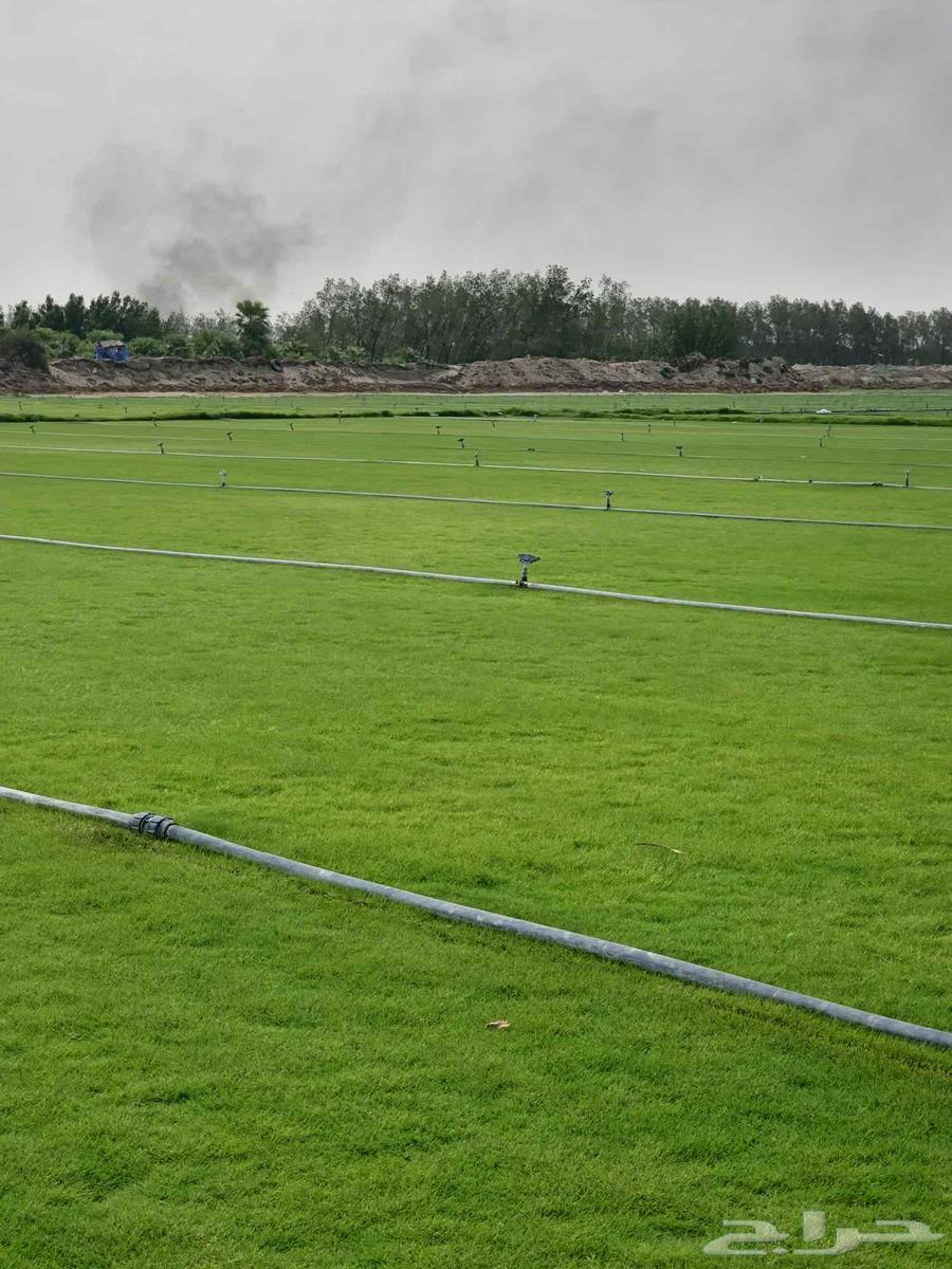 ثيل طبعي64414726585345113