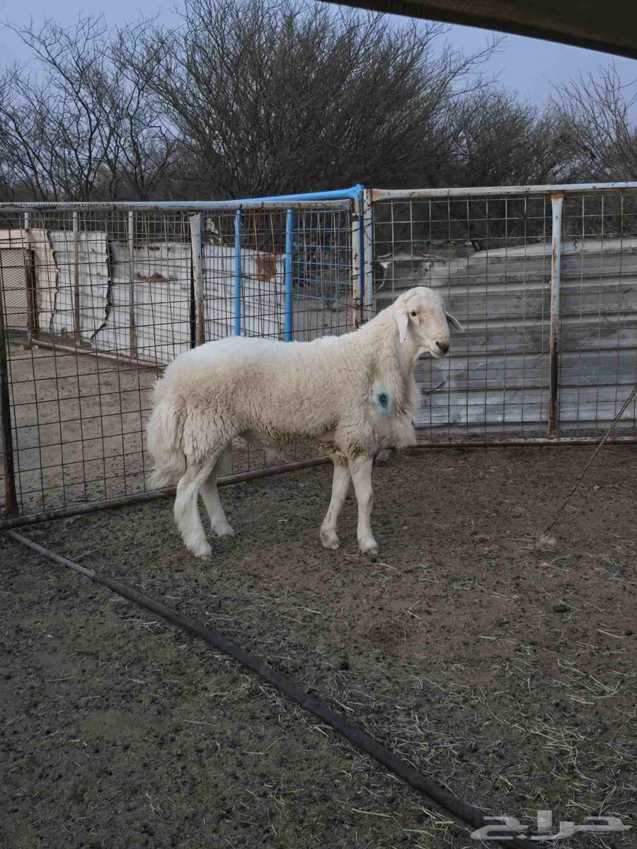 Stud colt with two twists64418634792707110