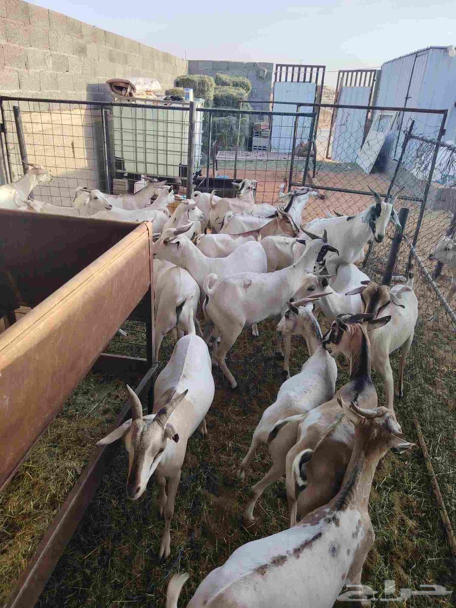 لدينا تيوس صوماليه مرابي64413392372611110