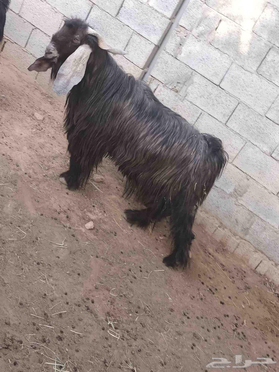 تيس فحل للبيع الدلم الخالديه64416161249282111