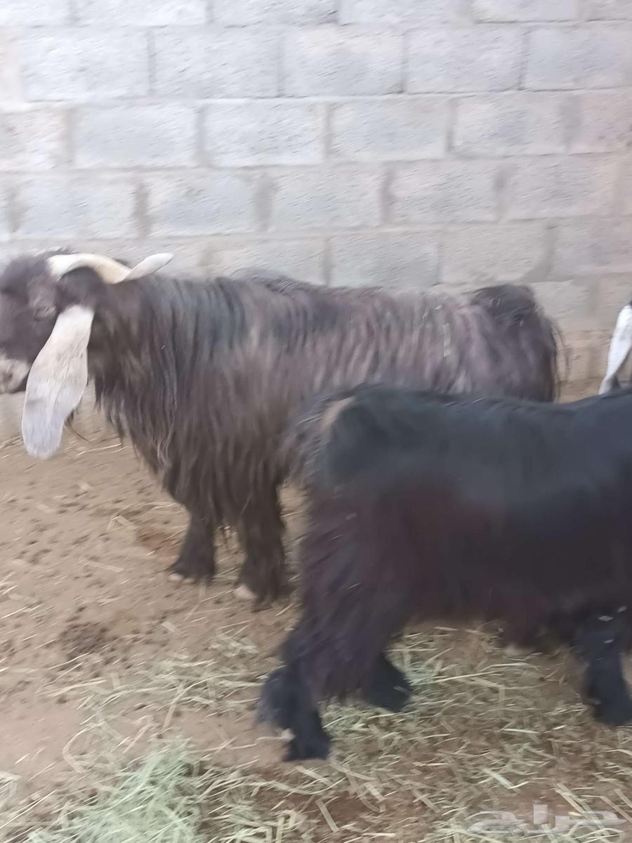 تيس فحل للبيع الدلم الخالديه64416161249282112