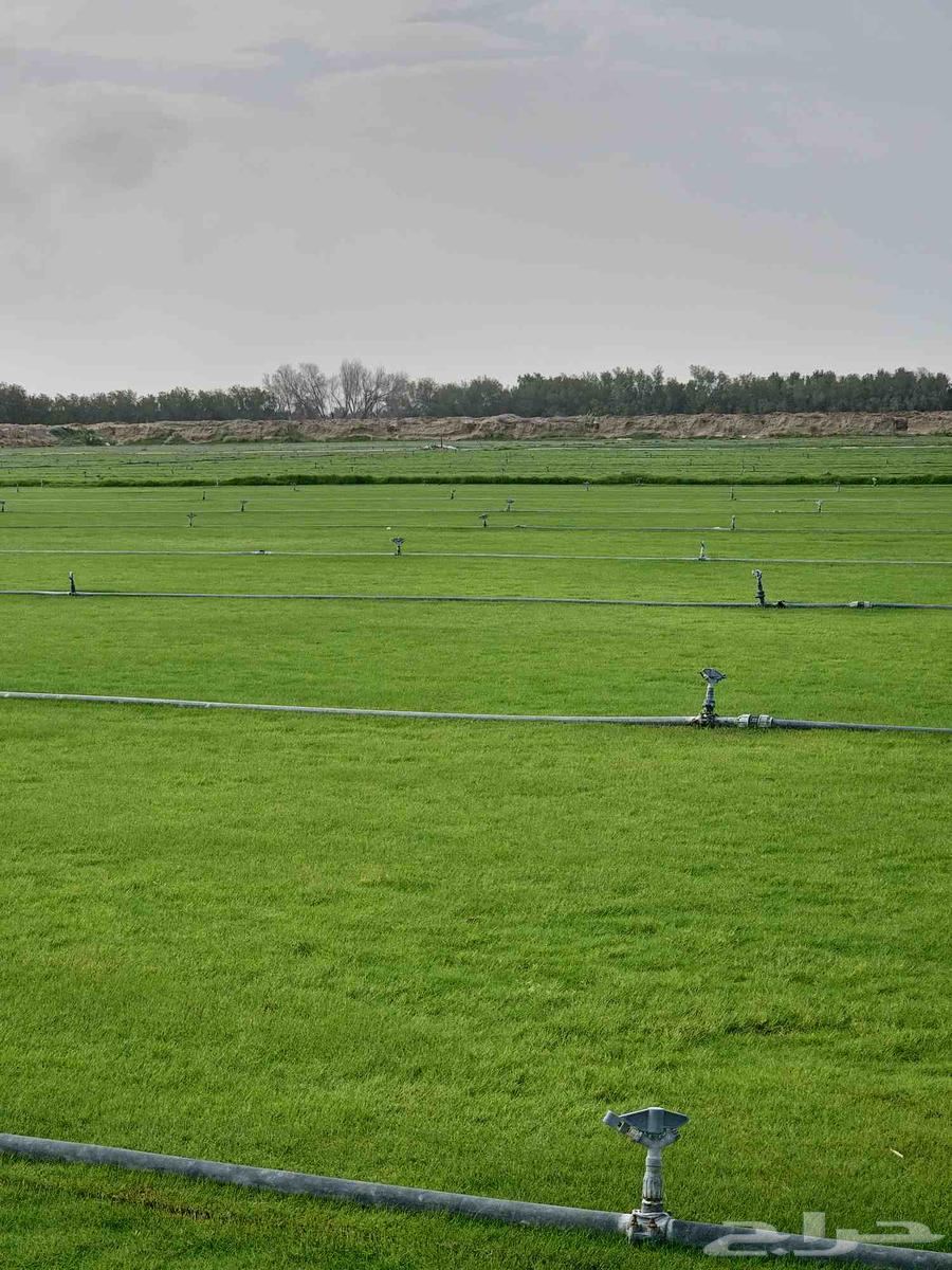 ثيل طبعي64414726585345112