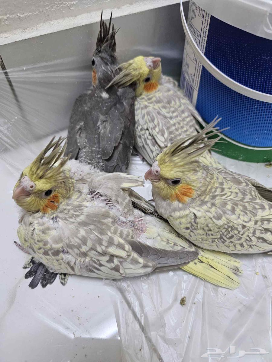 Crown chickens for sale, 25 days - one month old64415921455746110