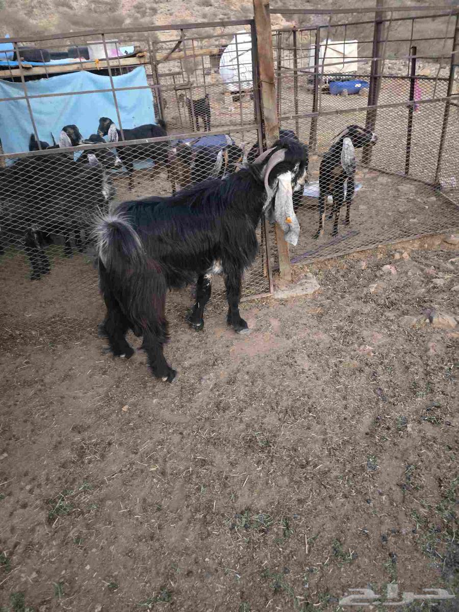 تيس فحل صنف64417468016386112