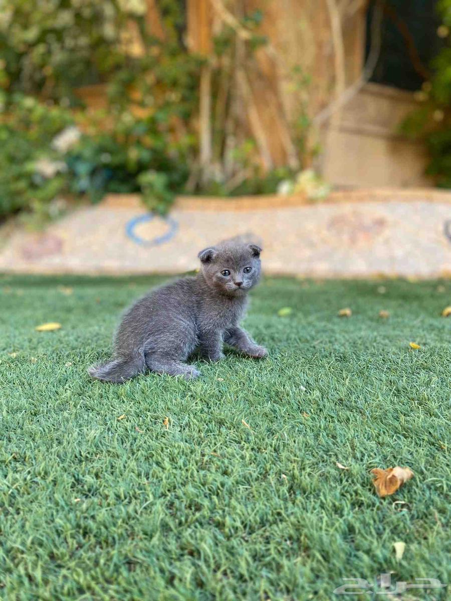 كيتن سكوتش فولد مطعمين مدربين للبيع ولايوجد تبني64412468008323113