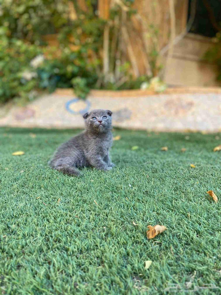 كيتن سكوتش فولد مطعمين مدربين للبيع ولايوجد تبني64412468008323114