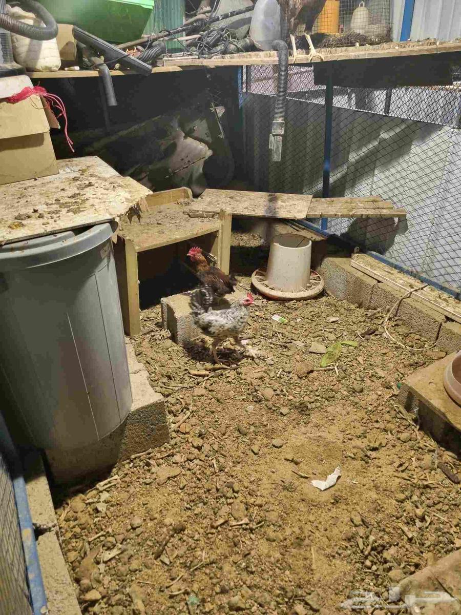 دويوك بلدي للبيع64418309388161110