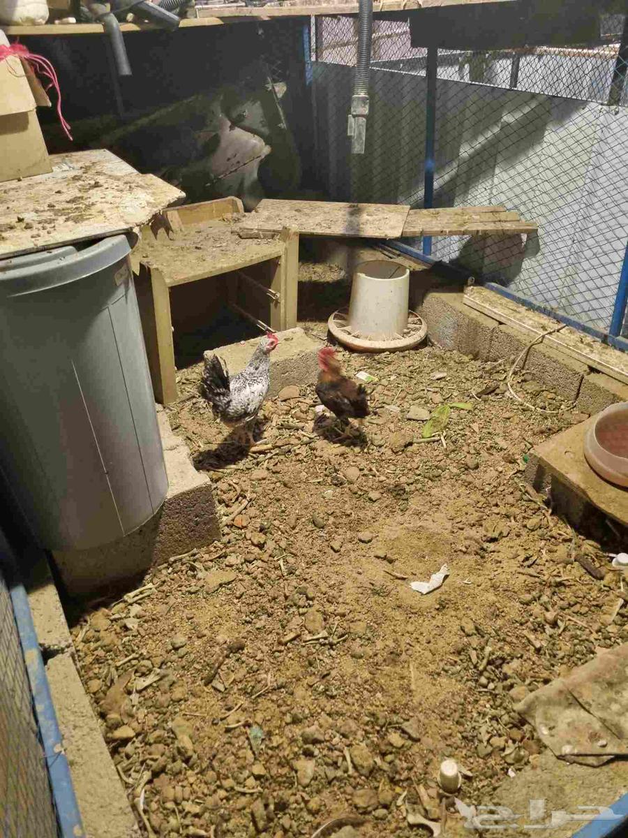 دويوك بلدي للبيع64418309388161111