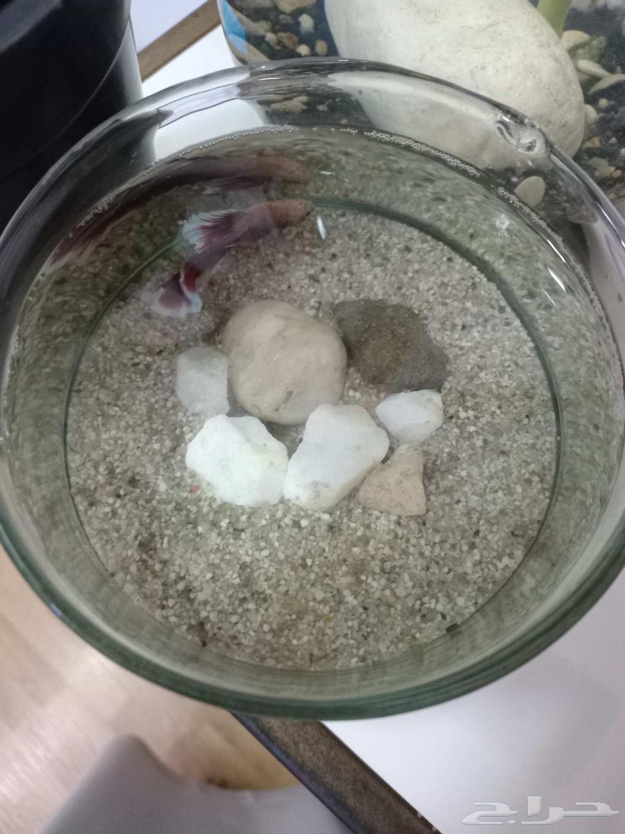 سمكه فايتر مع حوض64413392317955110