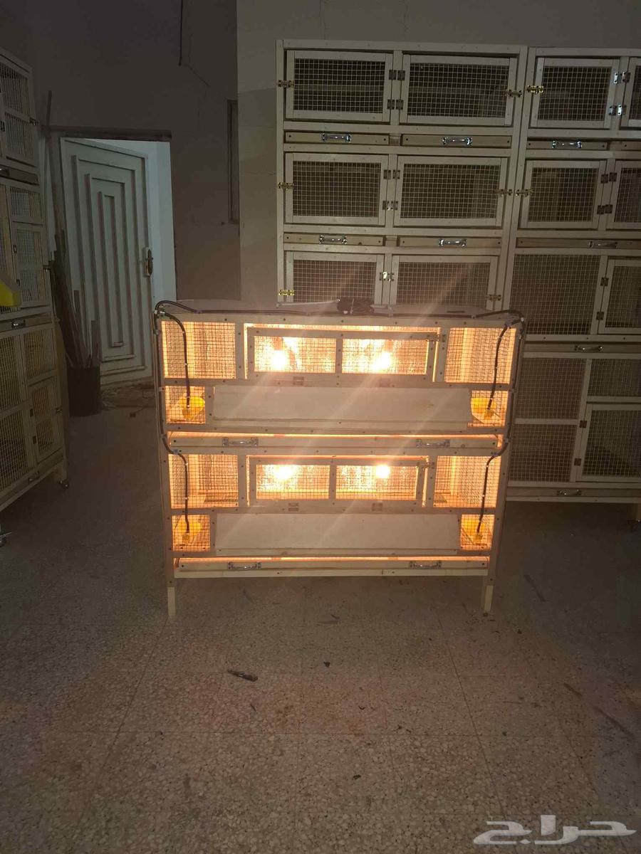 Chicken, Quail, and Duck Brooder in Al-Zulfi64413931474307113