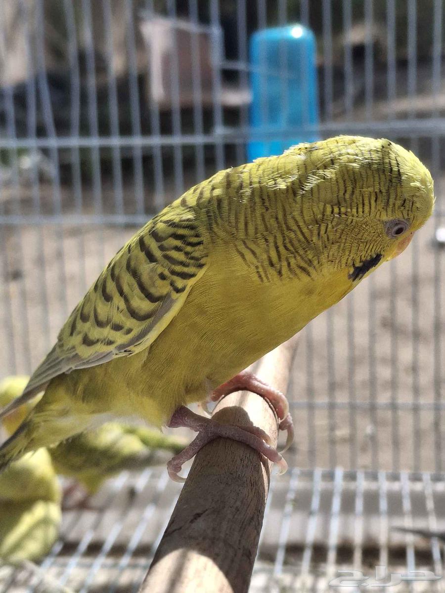 اجواز حب طفرات عيون حمر منتجه64413572727298114