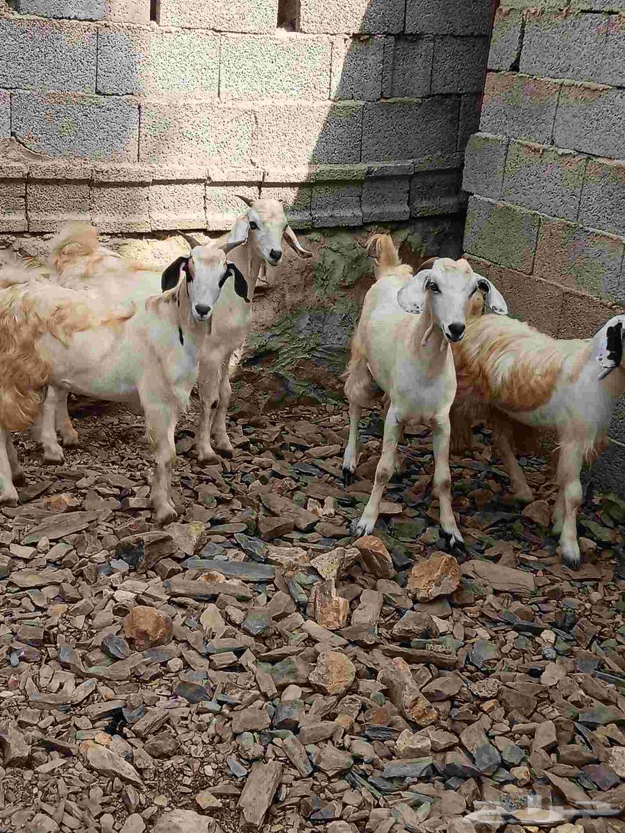 4تيوس سمان مخصاه للبيع صحتها طيبه مقفله شحم اعمارها فوق 6شهو64413931448321110