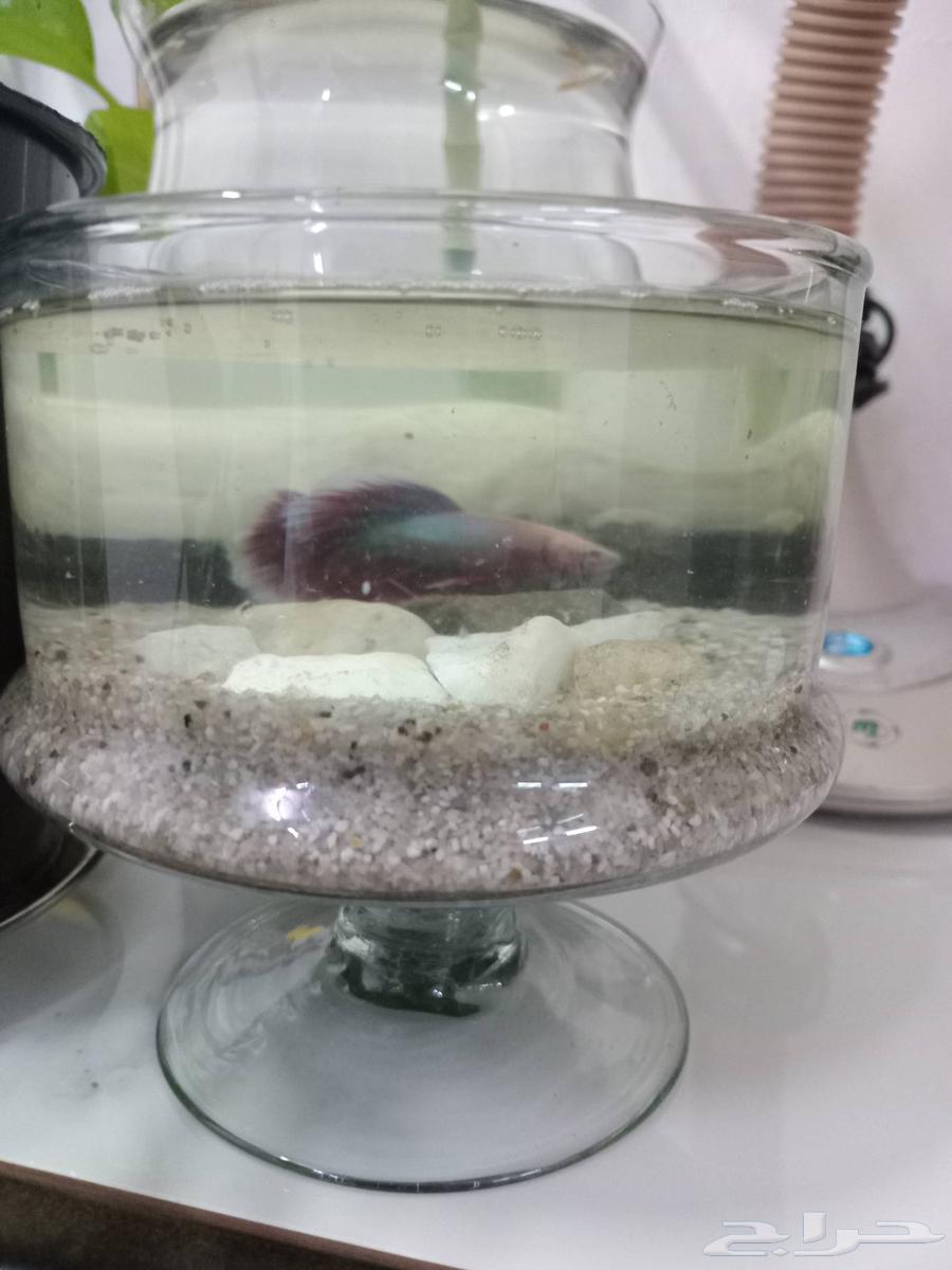 سمكه فايتر مع حوض64413392317955113