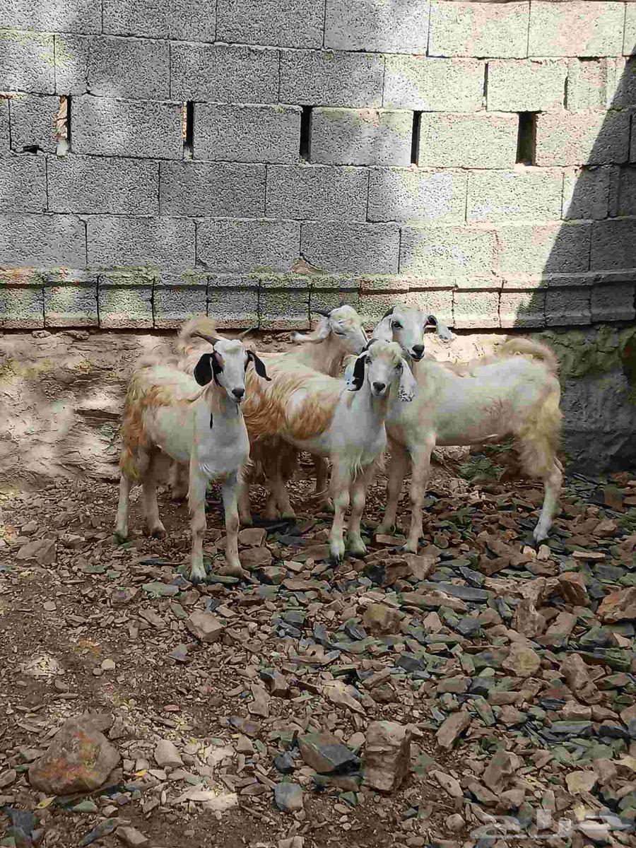 4تيوس سمان مخصاه للبيع صحتها طيبه مقفله شحم اعمارها فوق 6شهو64413931448321111