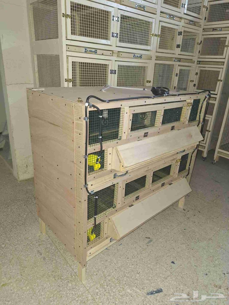 Chicken, Quail, and Duck Brooder in Al-Zulfi64413931474307110