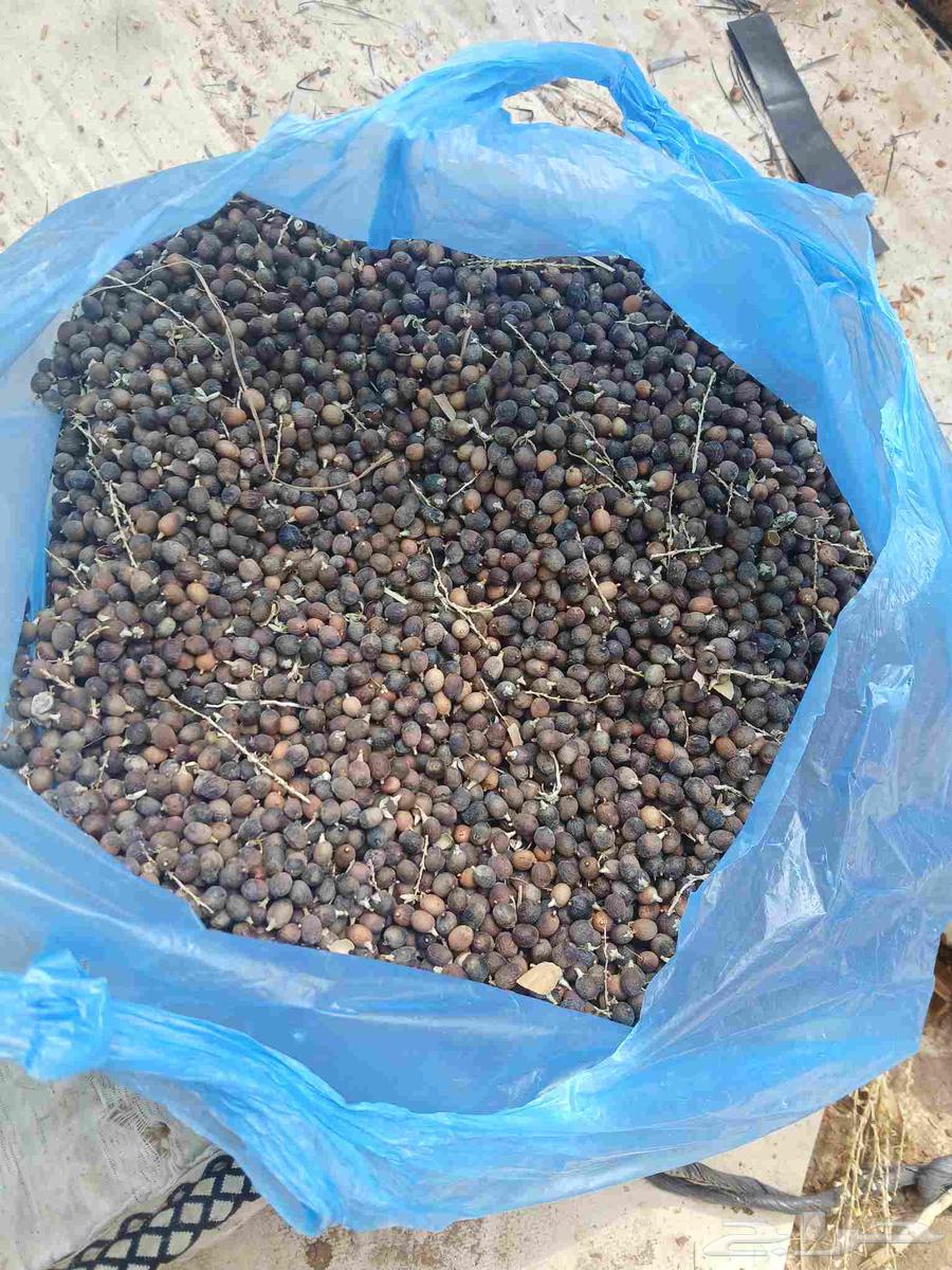 يوجد بدر نخيل أمريكي وشنطني رقم واحد64415330209025111