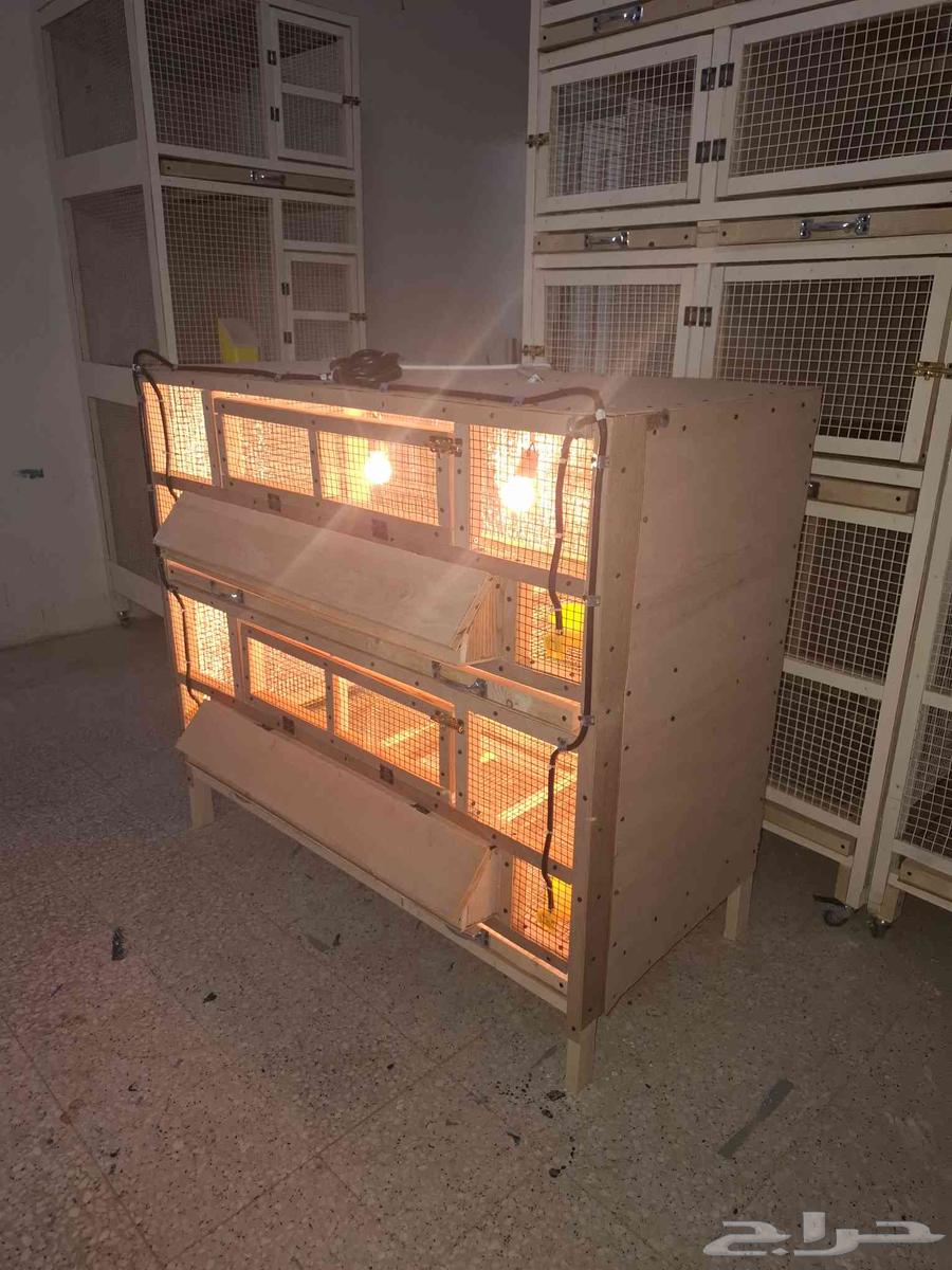 Chicken, Quail, and Duck Brooder in Al-Zulfi64413931474307112
