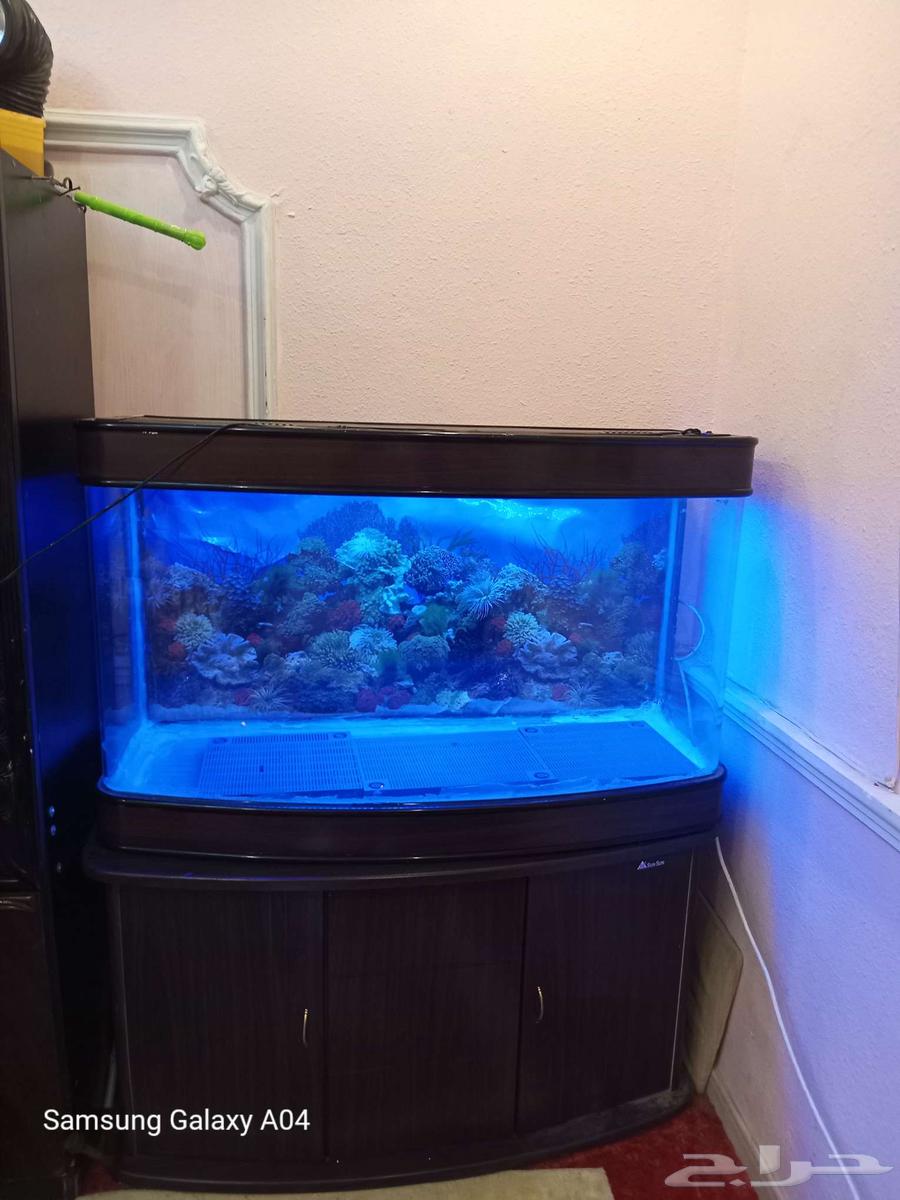 حوض سمك متر ونصف تقريبا بكامل ستسوراته بمبلغ 800ريال64416835703170110