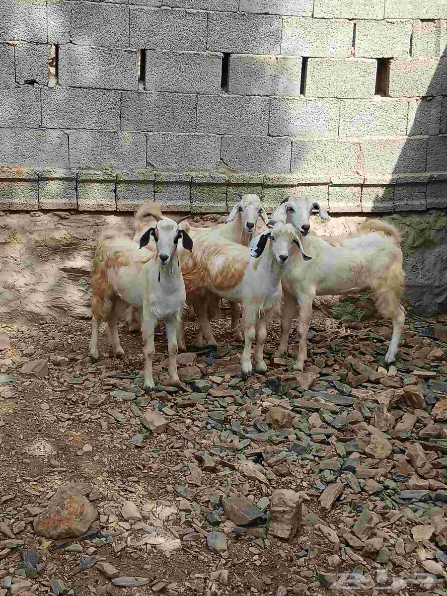 4تيوس سمان مخصاه للبيع صحتها طيبه مقفله شحم اعمارها فوق 6شهو64413931448321114