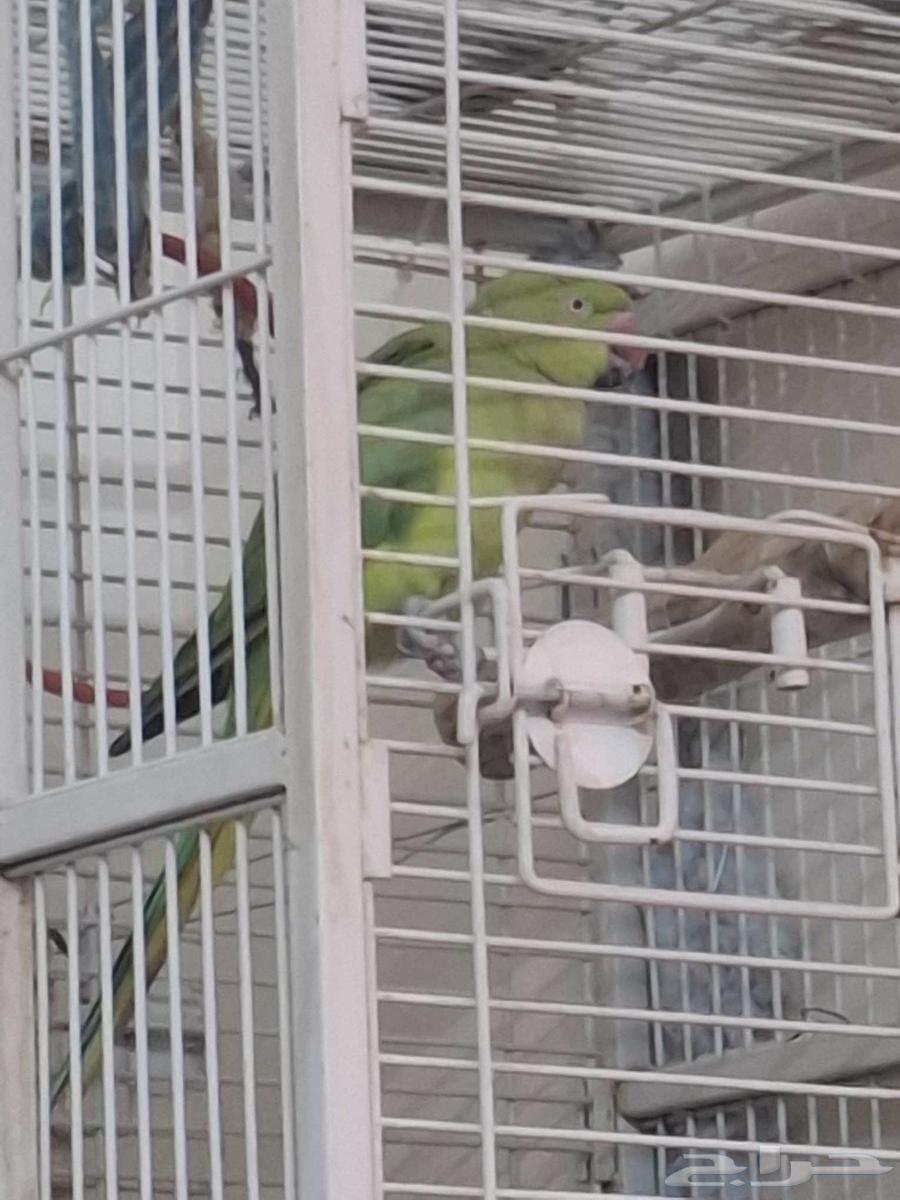 دره هندي جهازه للنتاج64413193892481110