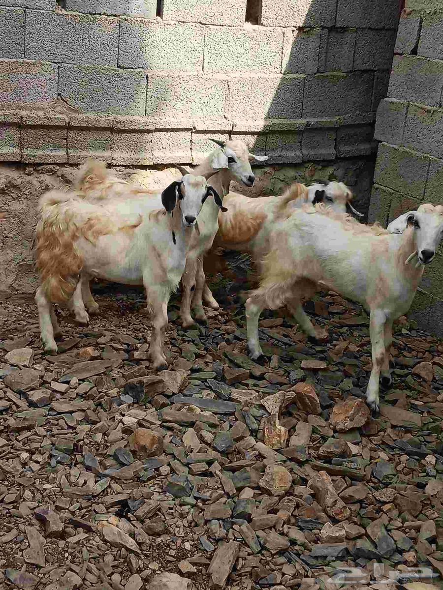 4تيوس سمان مخصاه للبيع صحتها طيبه مقفله شحم اعمارها فوق 6شهو64413931448321113