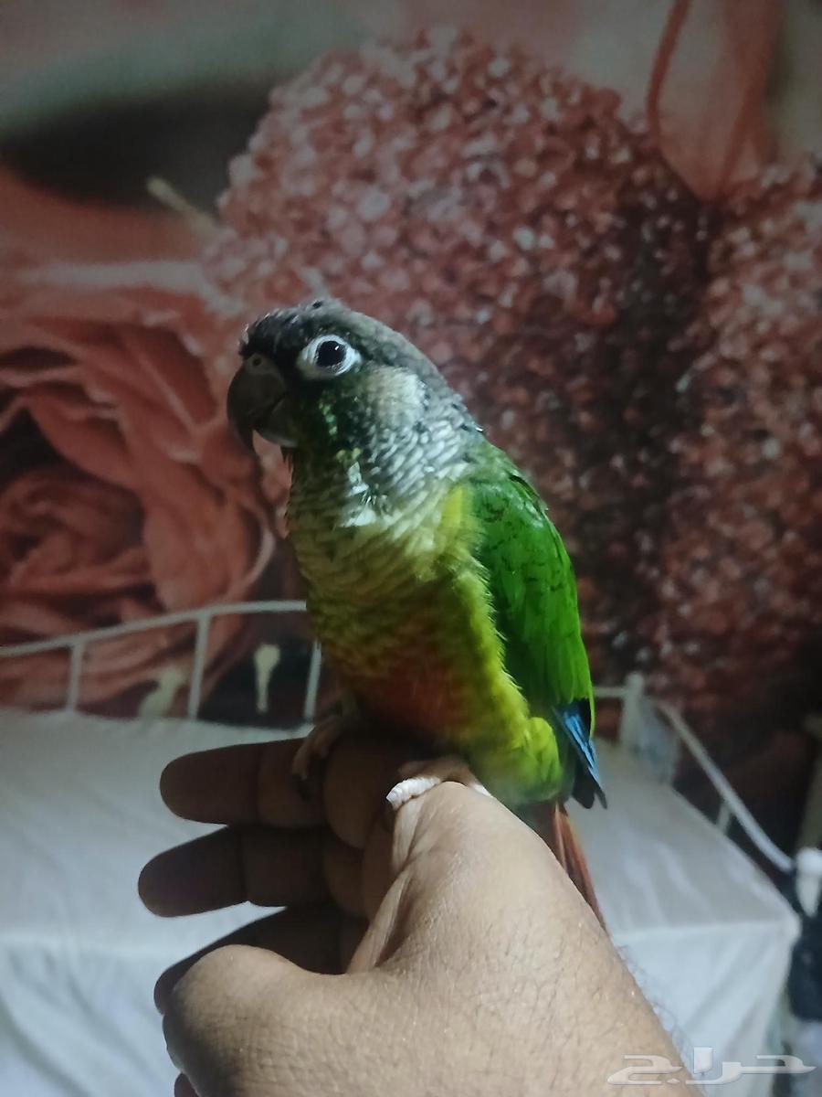 كنيور متكلم للبيع64413838182915111