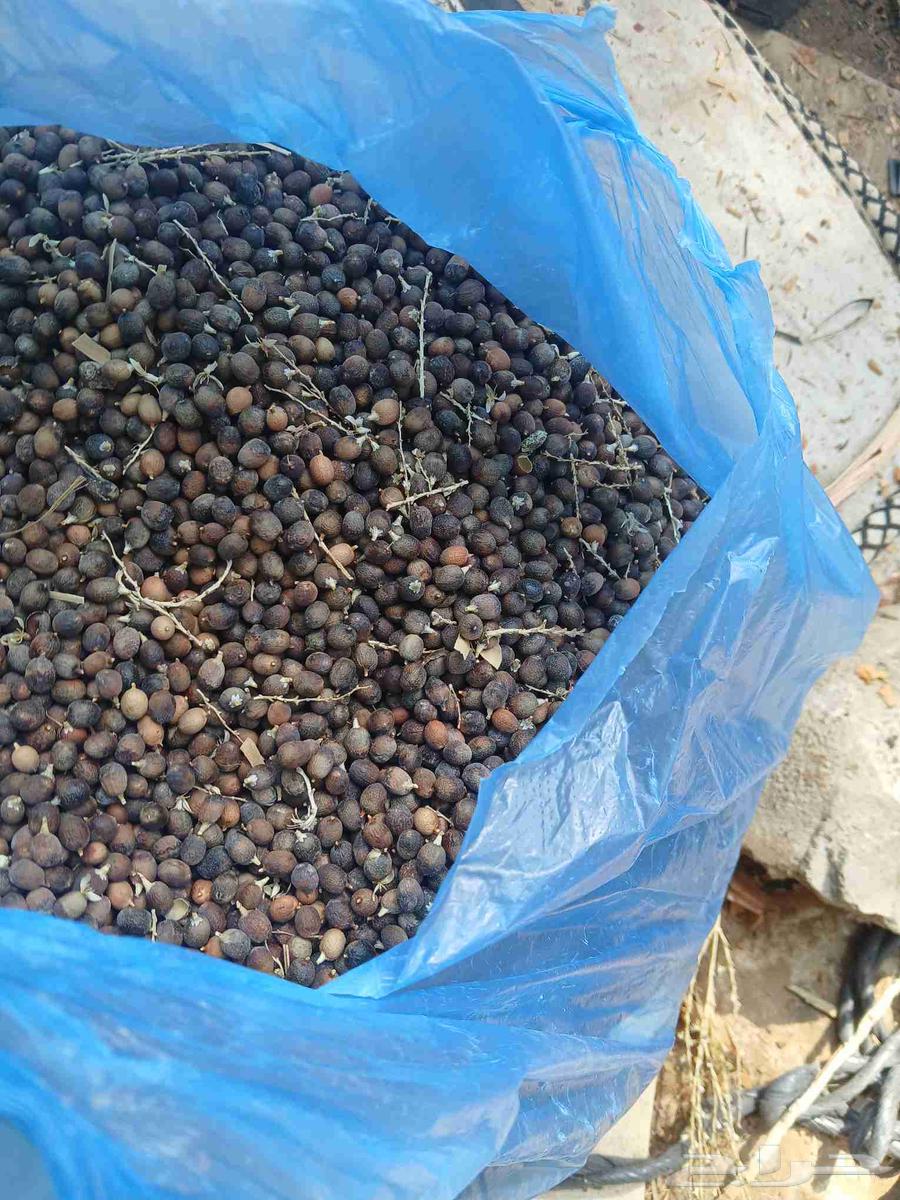 يوجد بدر نخيل أمريكي وشنطني رقم واحد64415330209025110