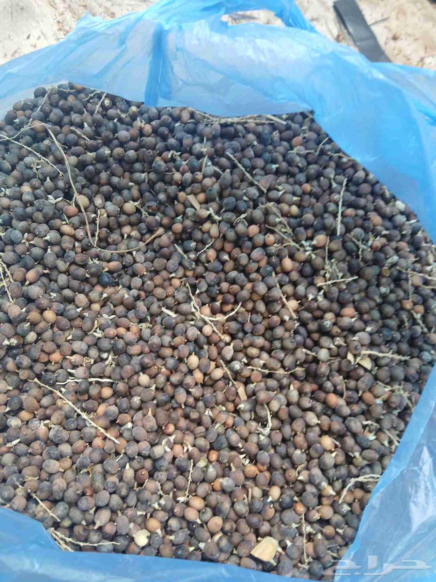 يوجد بدر نخيل أمريكي وشنطني رقم واحد64415330209025112