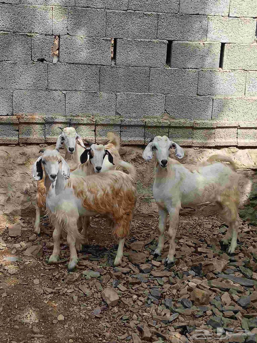 4تيوس سمان مخصاه للبيع صحتها طيبه مقفله شحم اعمارها فوق 6شهو64413931448321112