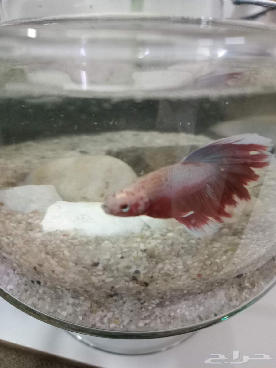 سمكه فايتر مع حوض64413392317955111