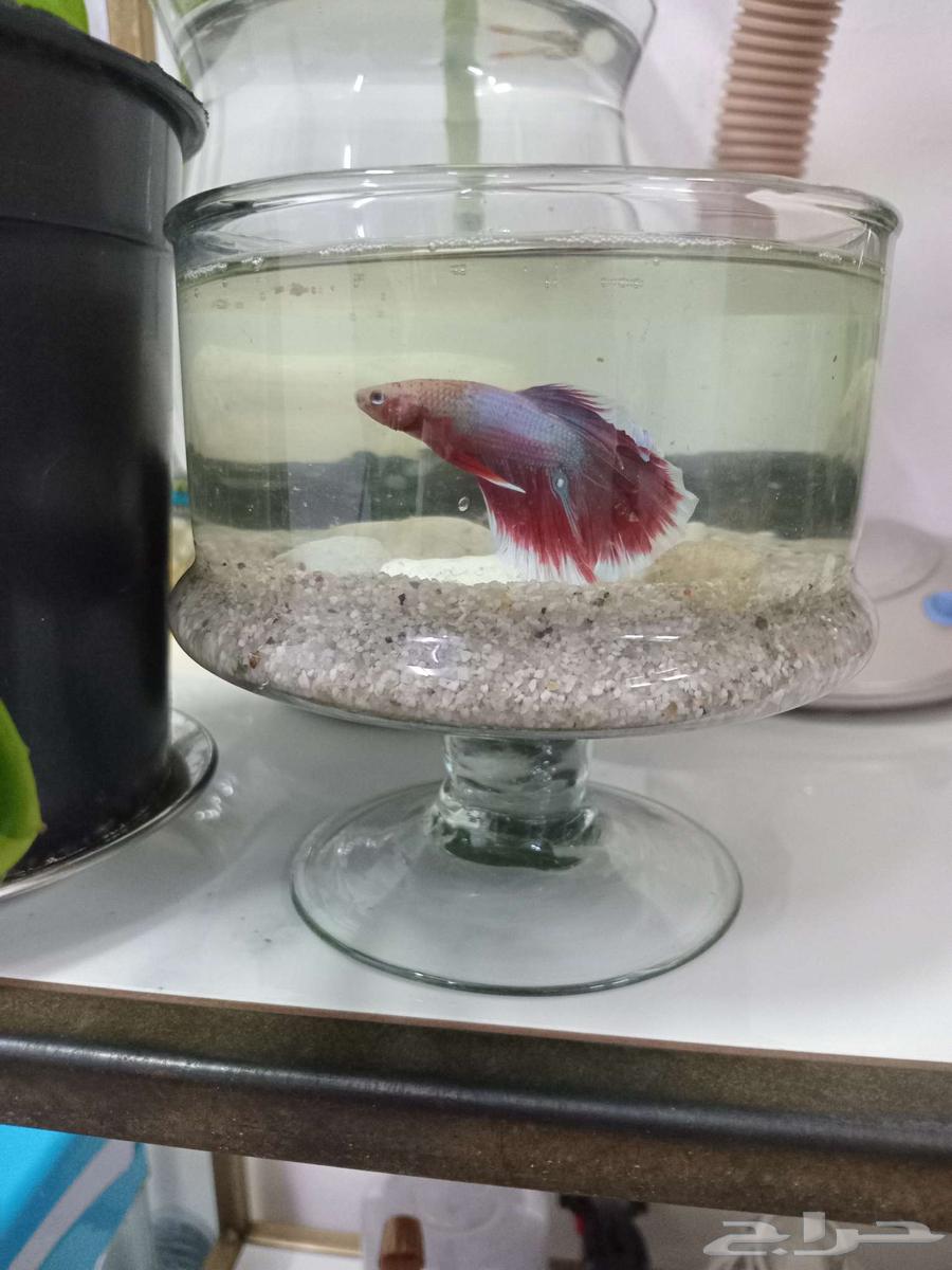 سمكه فايتر مع حوض64413392317955112