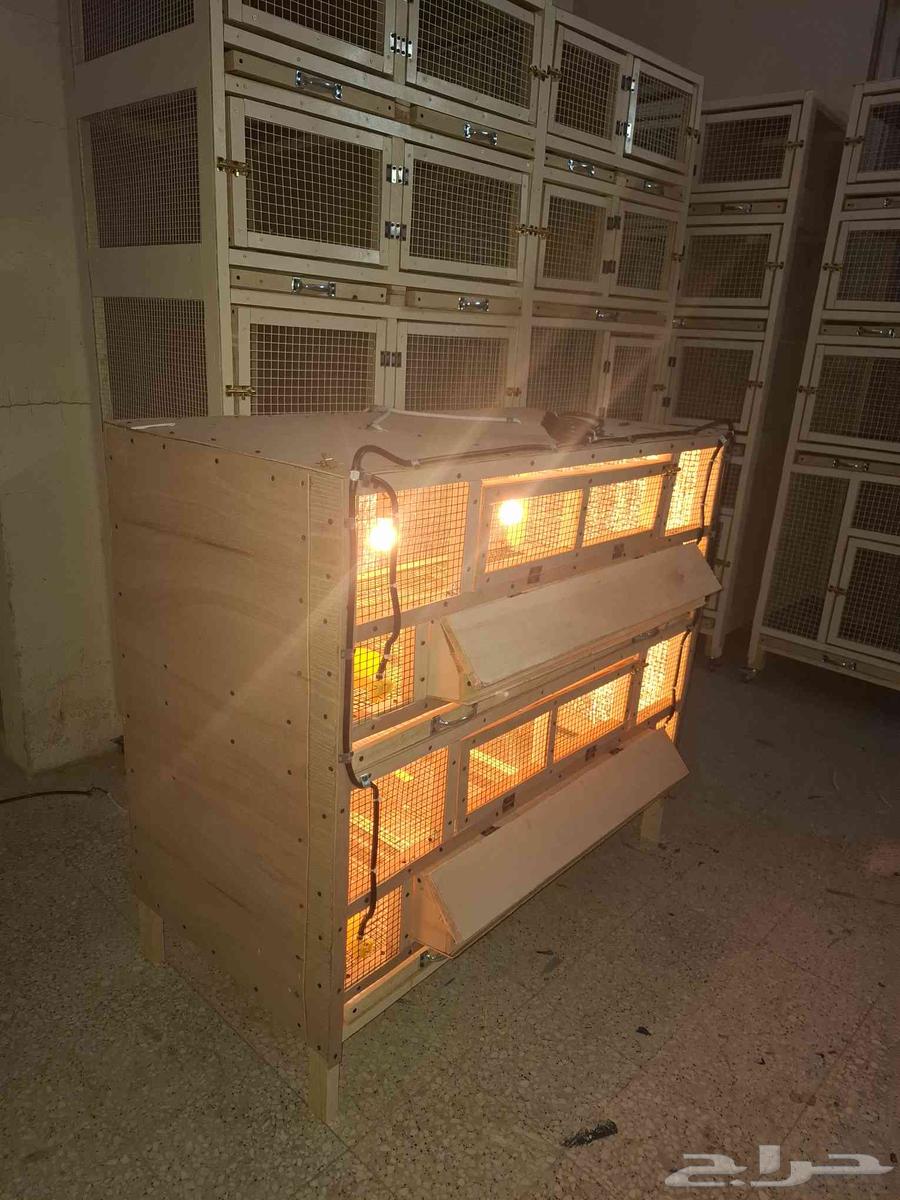 Chicken, Quail, and Duck Brooder in Al-Zulfi64413931474307114