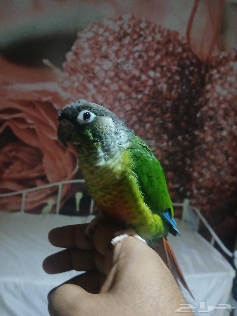 كنيور متكلم للبيع64413838182915110