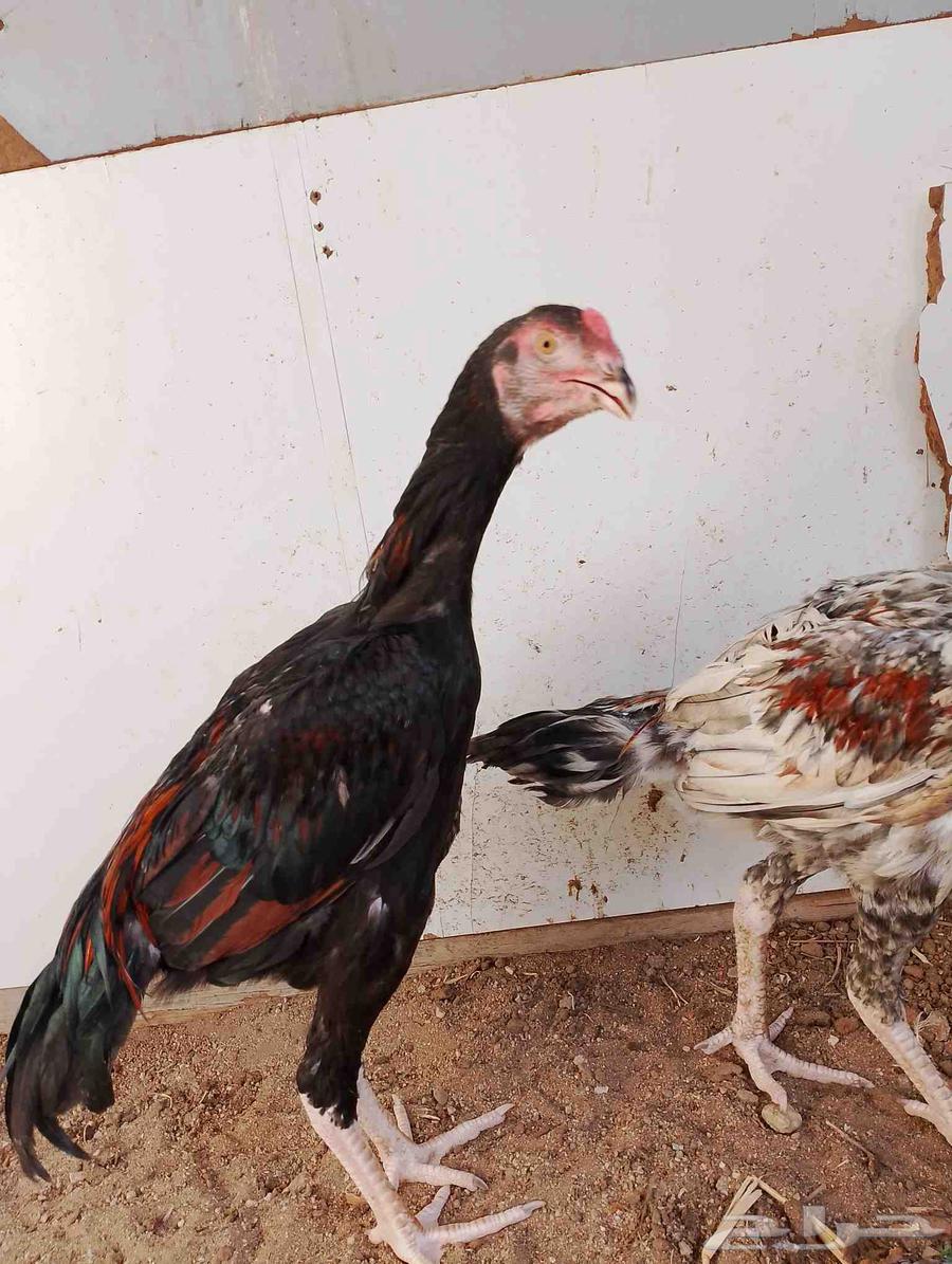 Hello, I'm offering you a Pakistani rooster64414461612034110